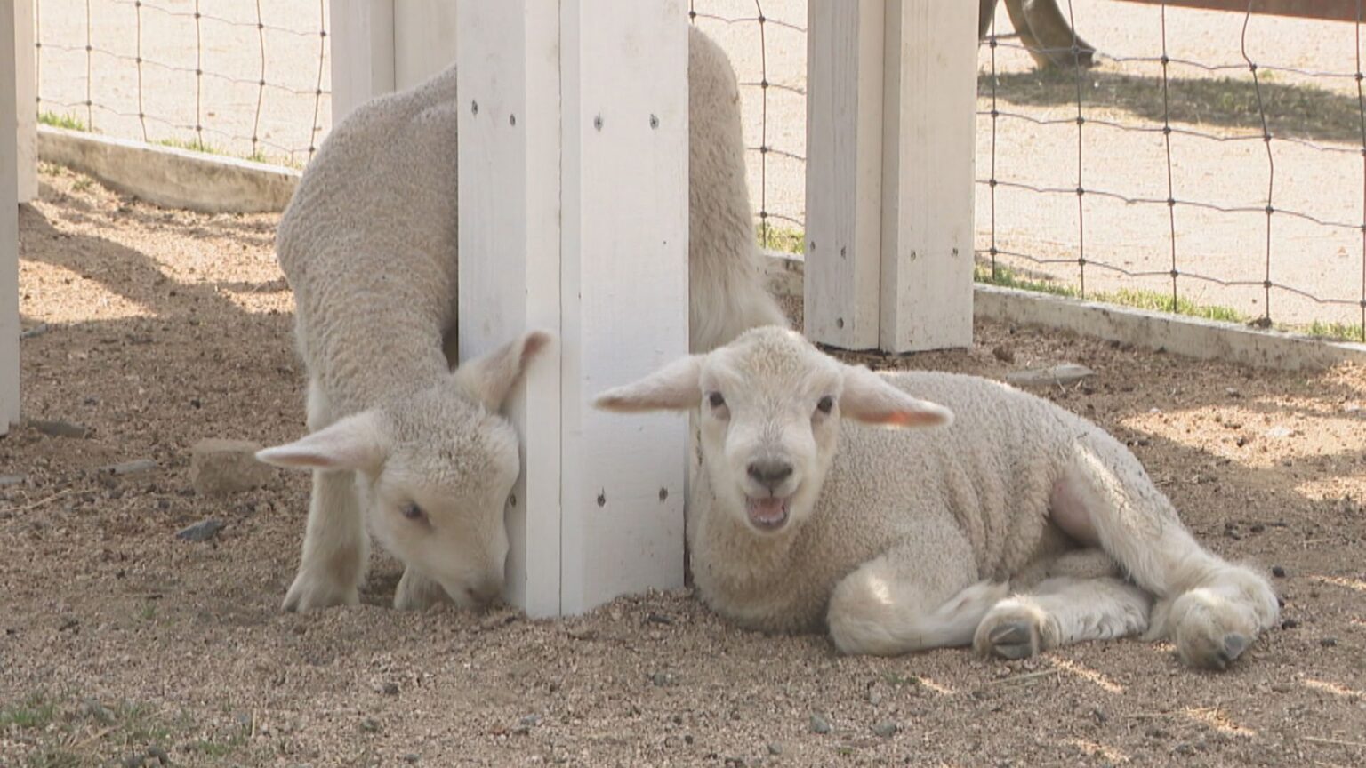 ドイツの森でヒツジの赤ちゃん2匹誕生 今だけの愛らしい姿が人気 岡山・赤磐市 | KSBニュース | KSB瀬戸内海放送 ドイツの森でヒツジの赤ちゃん2匹誕生 今だけの愛らしい姿が人気 岡山・赤磐市 | KSBニュース | KSB瀬戸内海放送