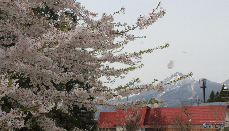 春のたより2025～福島の桜もいよいよ最後　会津地方の桜