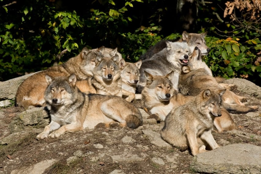 絶滅危機のオオカミが10年で復活！なぜヨーロッパのオオカミは58%も増加したのか | ニコニコニュース