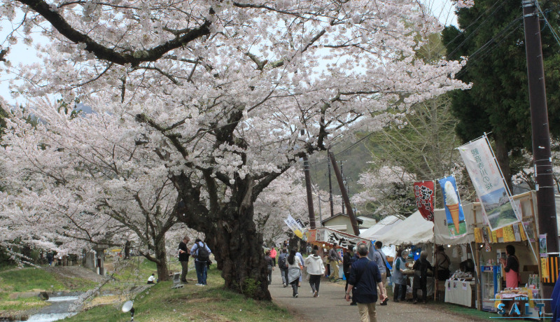 春のたより2025～福島の桜もいよいよ最後　会津地方の桜