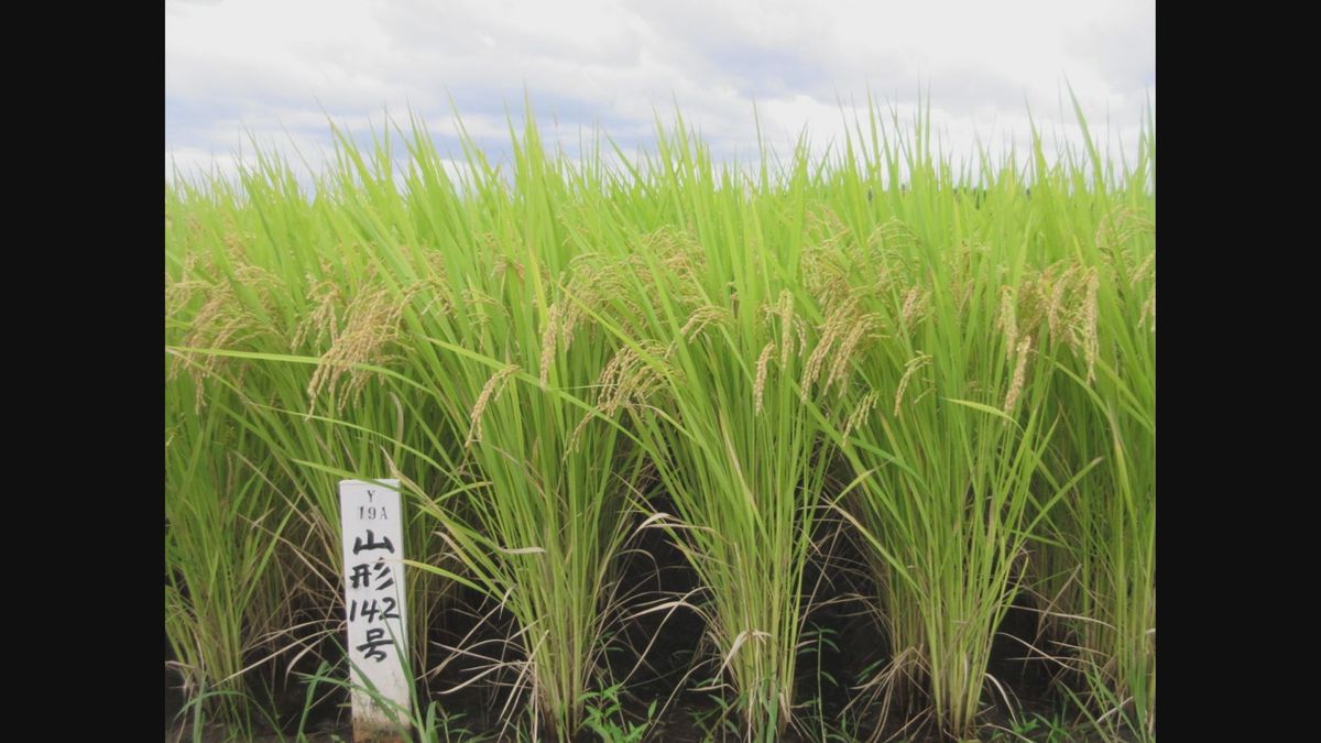 高温に強い山形県産米の新品種　名称は「ゆきまんてん」5年生が命名　2027年市場デビュー