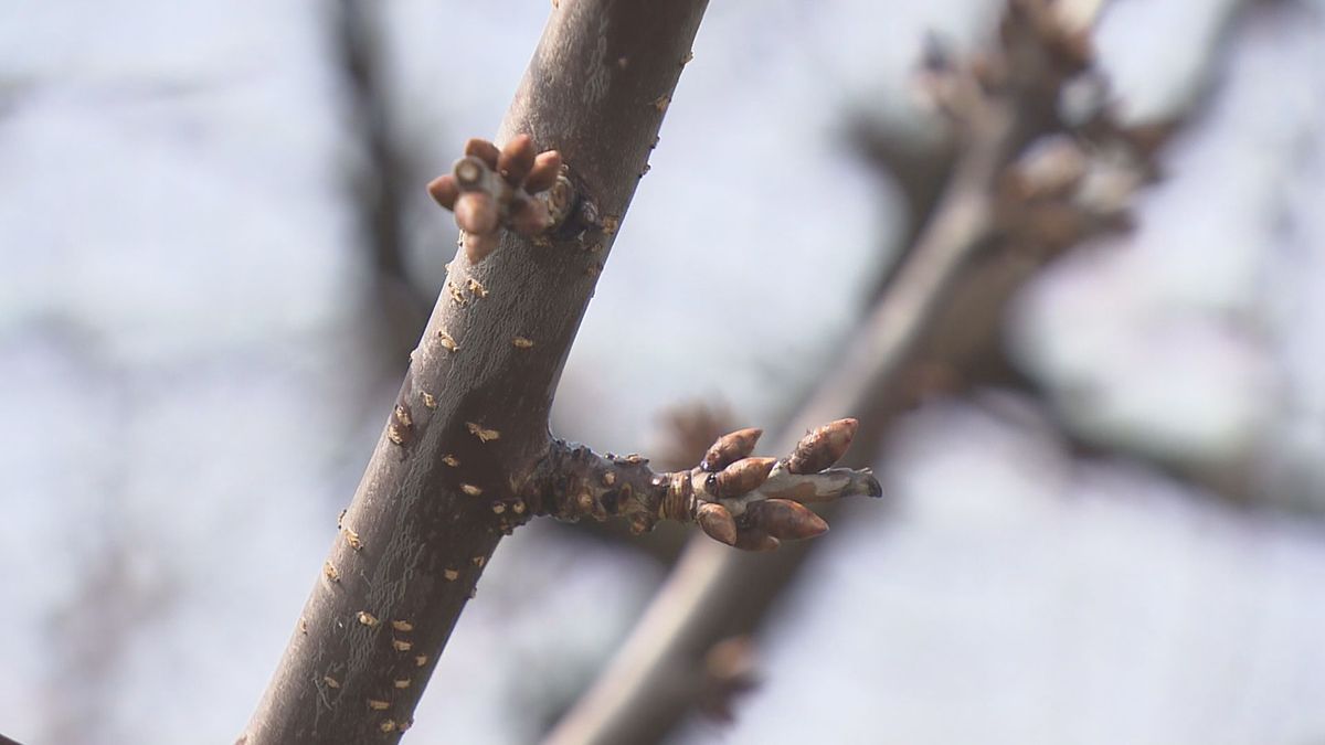 サクランボの発芽期おおむね平年並み　山形市で凍霜害対策会議　この冬寒さで花芽が枯れる被害も