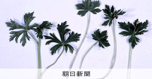 おひたしにしたのは…トリカブトだった 別の野草と誤認、食中毒に 神奈川県鎌倉市