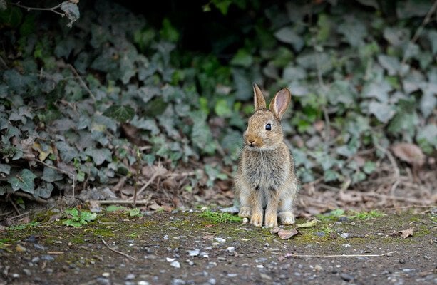 うさぎのコースは禁止されるべきですか？