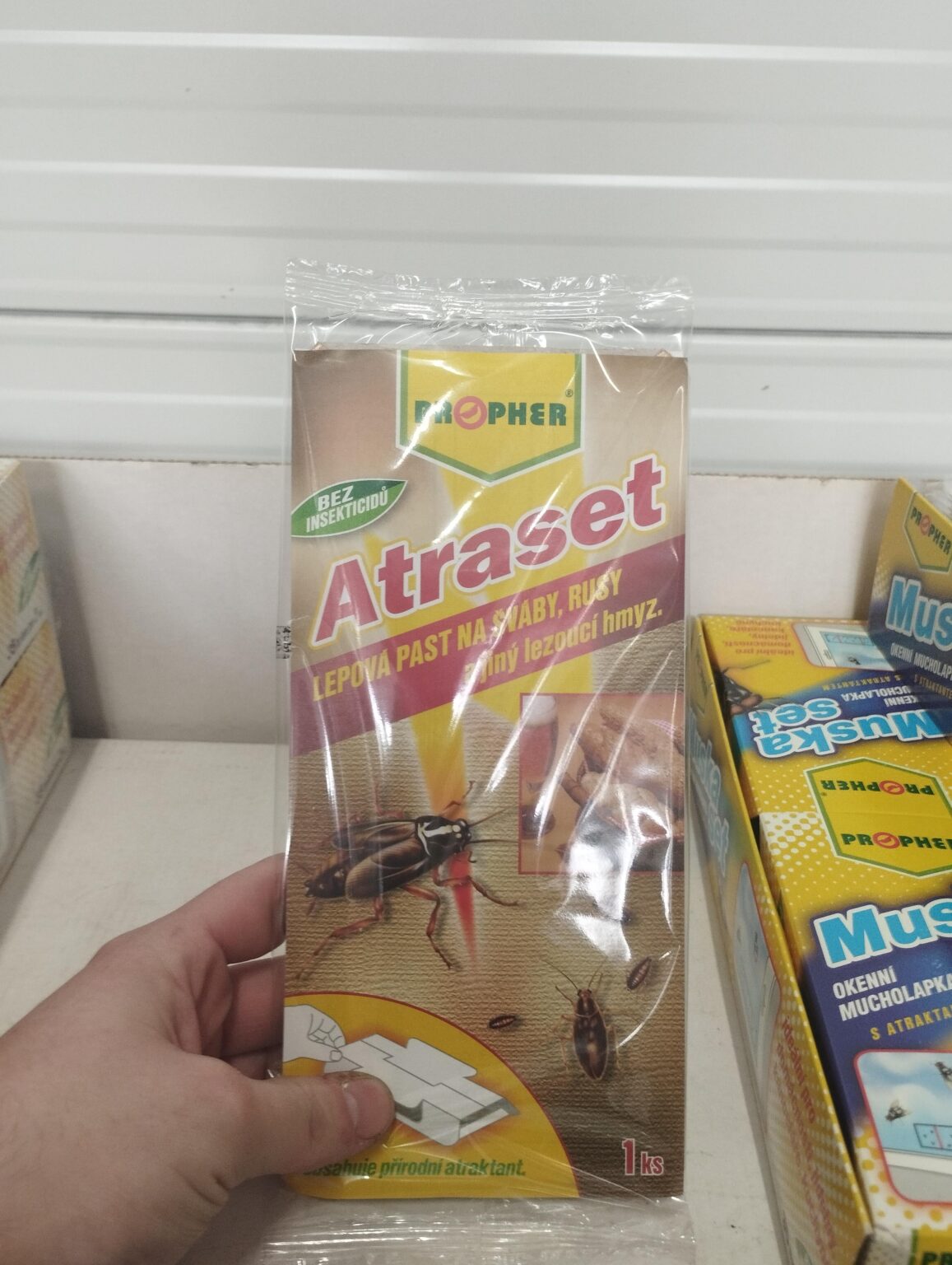 ロシアの昆虫
