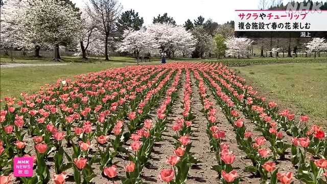 潟上 ブルーメッセあきた 満開のサクラとチューリップ楽しむ｜NHK 秋田県のニュース