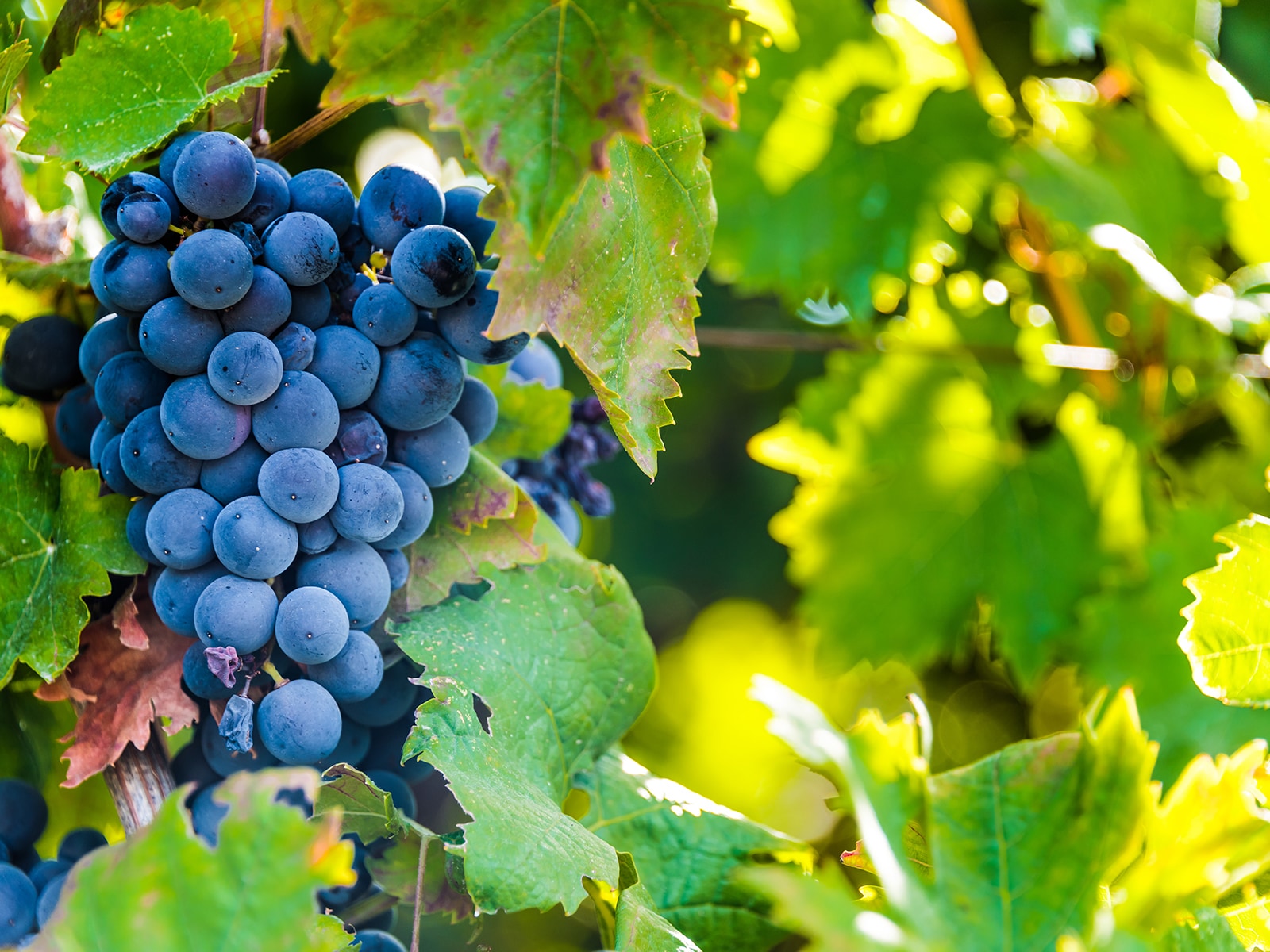 「ぶどう」の生産量が多い国ランキング