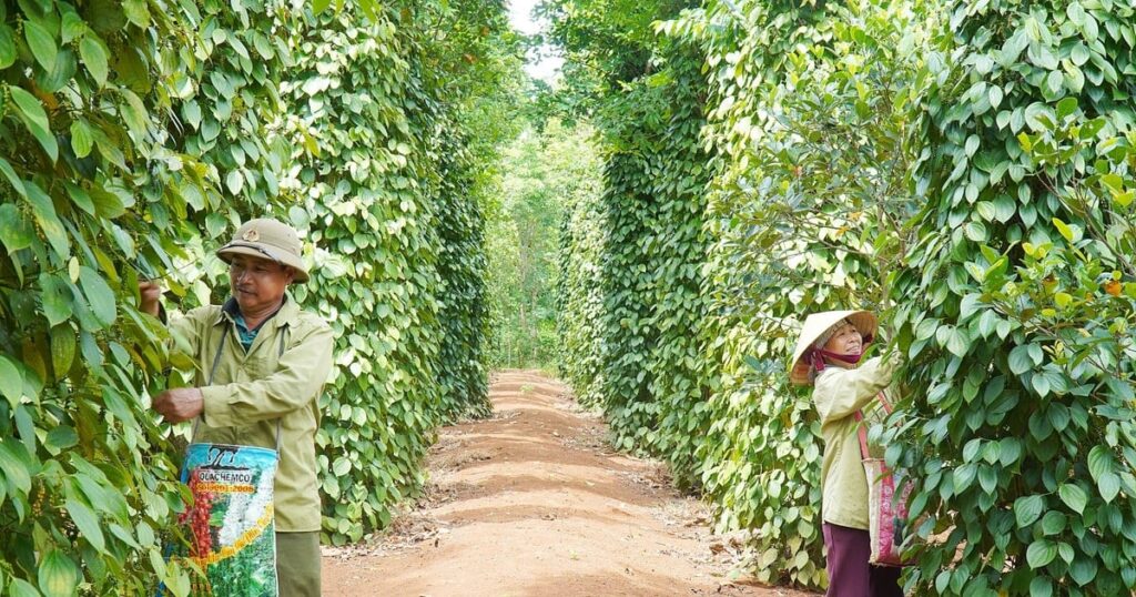 Vietnam.vn - Nền tảng quảng bá Việt Nam