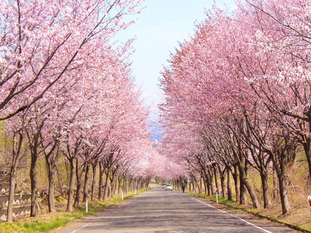 青森で人気の「桜の名所」ランキング! 「岩木山の桜並木」を抑えた1位は? – All About ニュース 青森で人気の「桜の名所」ランキング! 「岩木山の桜並木」を抑えた1位は? - All About ニュース