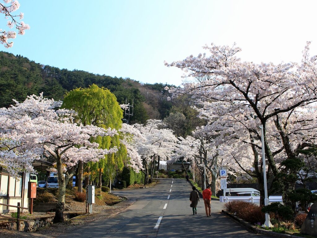 岩手で人気の「桜の名所」ランキング！ 「花巻温泉」を抑えた1位は？ - All About ニュース