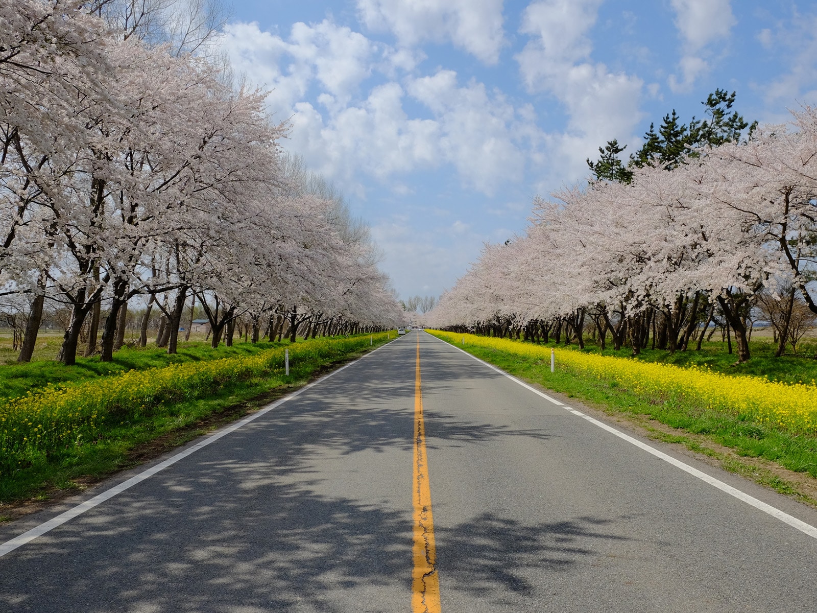 秋田で人気の「桜の名所」ランキング