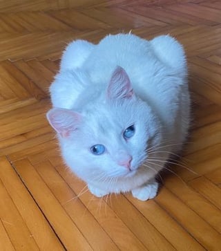 マチコボタ