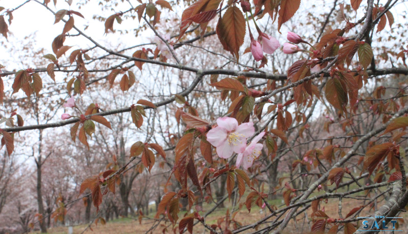 春のたより2025～福島の桜もいよいよ最後　会津地方の桜