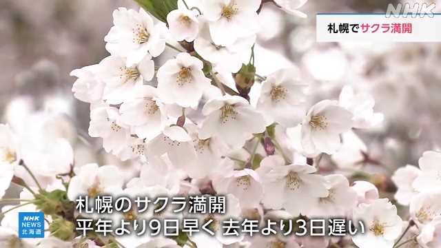 札幌でサクラが満開 平年より9日早く 去年より3日遅い|NHK 北海道のニュース 札幌でサクラが満開 平年より9日早く 去年より3日遅い|NHK 北海道のニュース