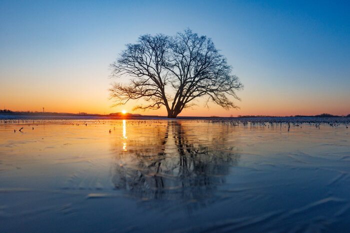SODANE – 北海道十勝、豊頃町の「ハルニレの木」が年数回だけの「リフレクション」で美しく佇む写真 SODANE - 北海道十勝、豊頃町の「ハルニレの木」が年数回だけの「リフレクション」で美しく佇む写真