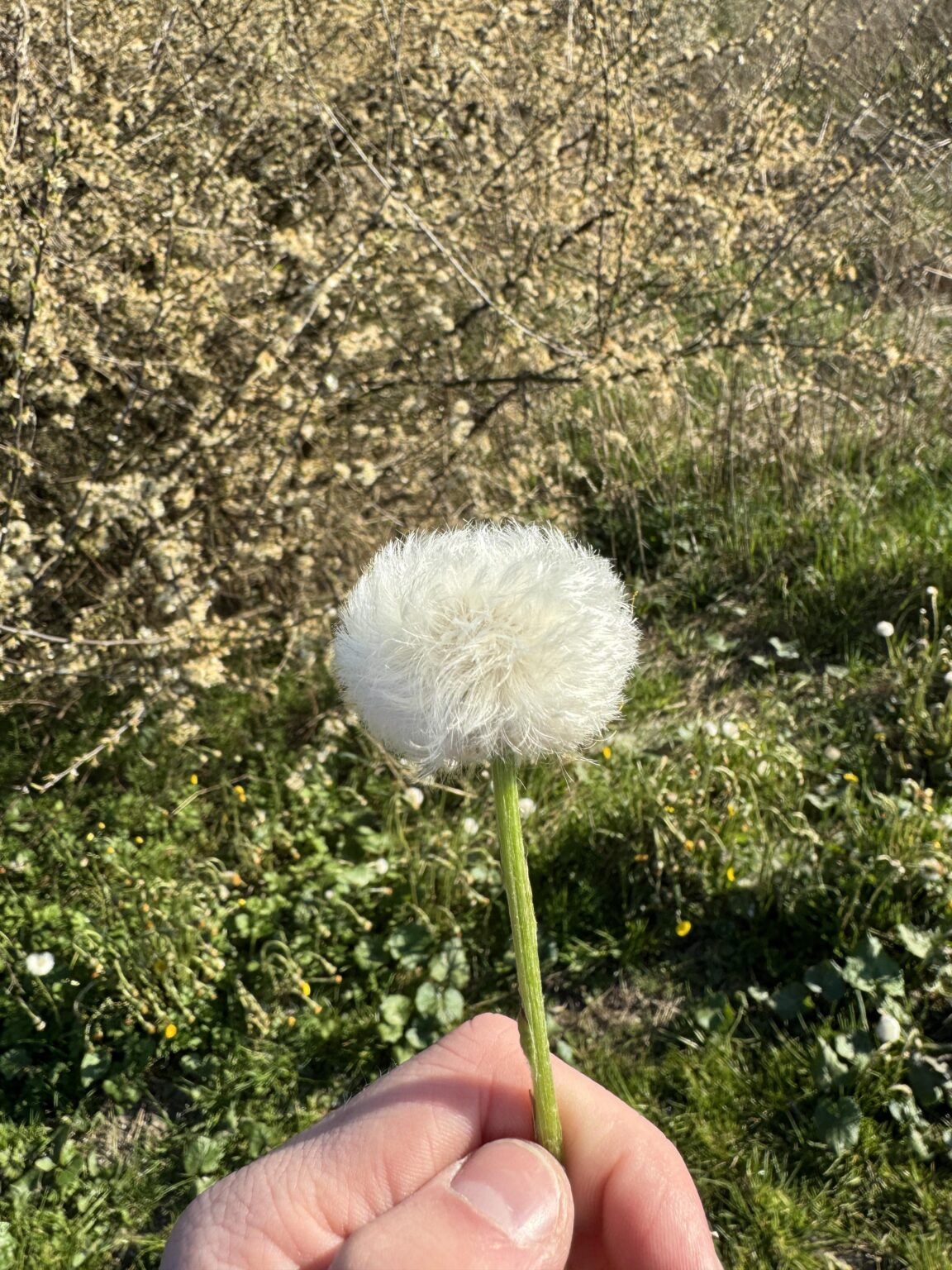 タンポポにはバフがありましたか？