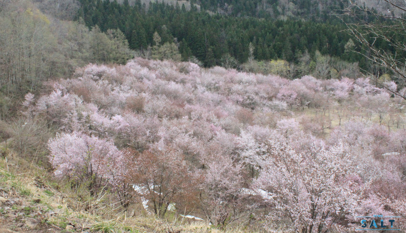 春のたより2025～福島の桜もいよいよ最後　会津地方の桜