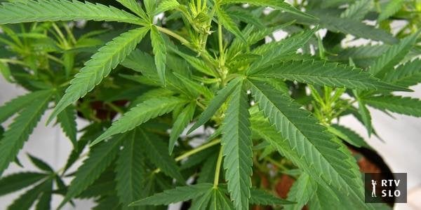 抗議を伴うスロベニアの海賊党は、大麻の完全な合法化を求めました