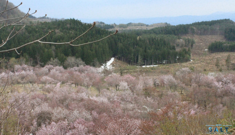 春のたより2025～福島の桜もいよいよ最後　会津地方の桜