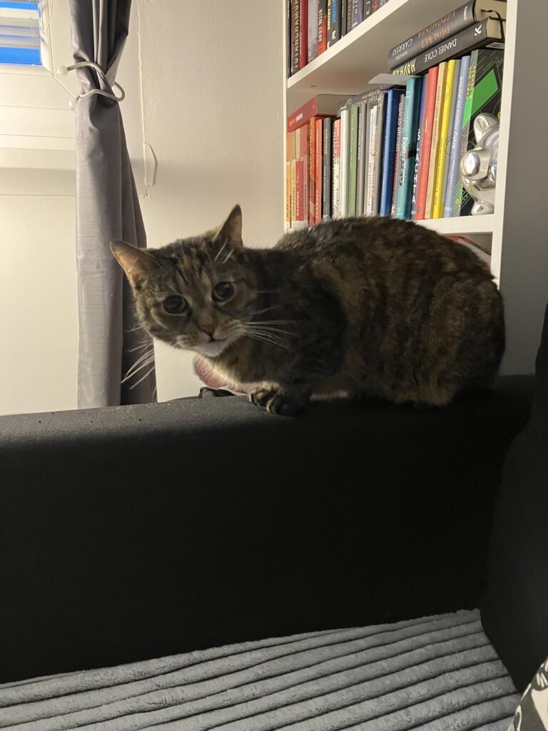 猫のカメラが欲しいのは誰ですか？