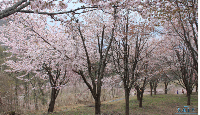 春のたより2025～福島の桜もいよいよ最後　会津地方の桜