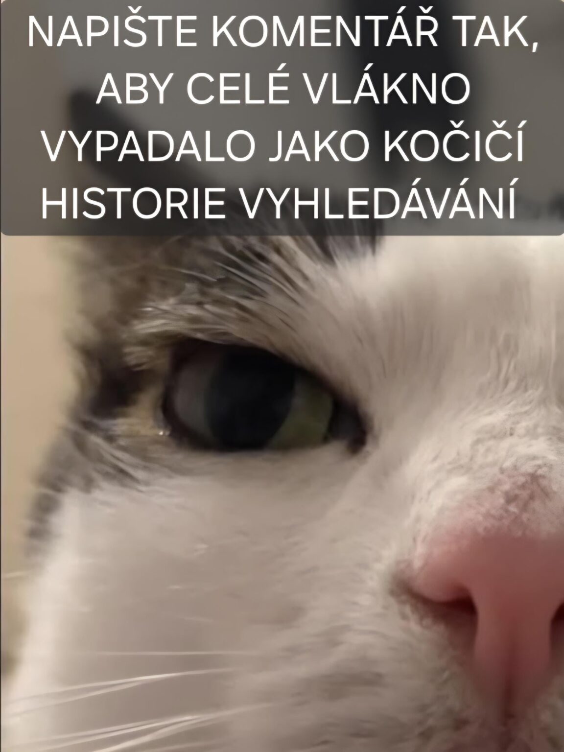 猫のヒトリーは閲覧します！