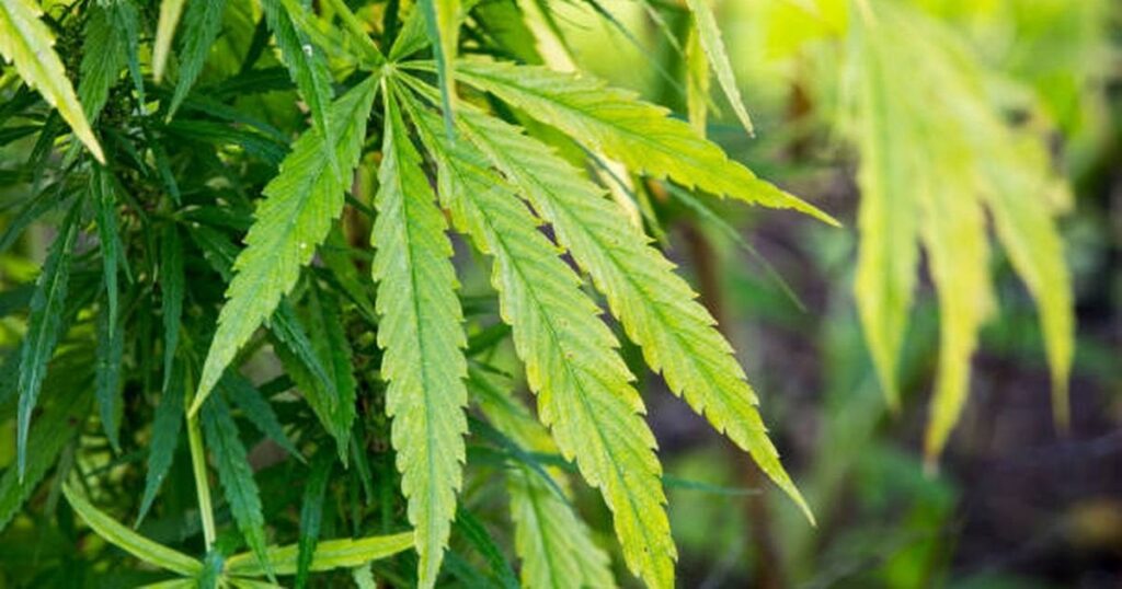 大麻の匂いがするので、人々の捜索をやめる警察