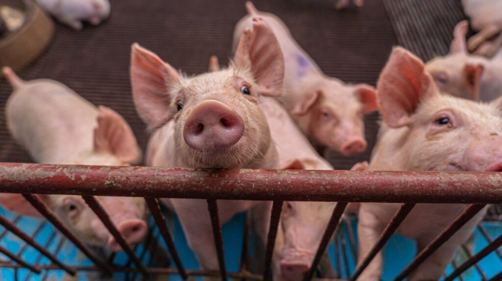 中国は、12,000トンの米国の豚肉出荷をキャンセルします