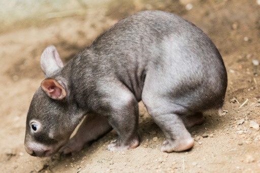 Australia tells US influencer-- 'leave baby wombat alone'