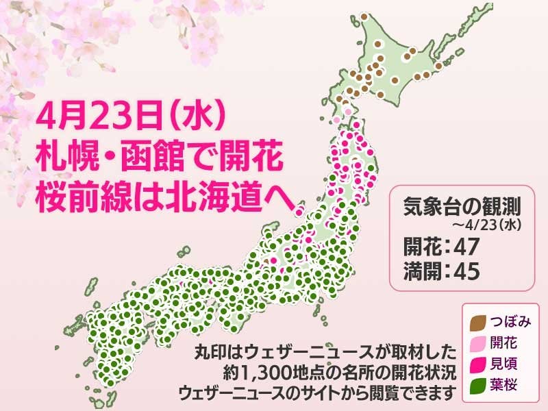 今日の桜開花状況 4月23日(水) 札幌・函館で開花発表 桜前線はいよいよ北海道へ