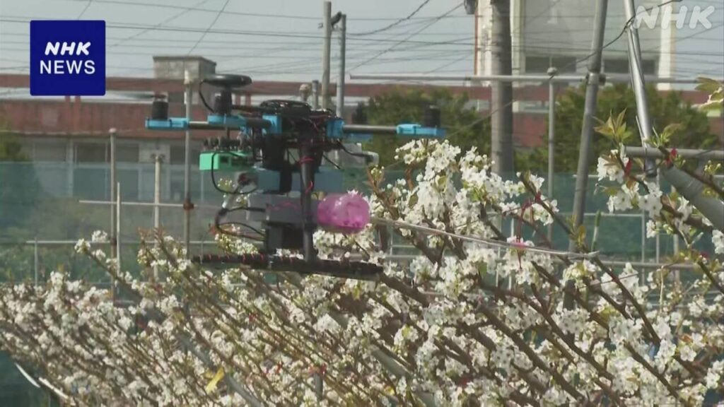 ドローンとAI使い 梨の受粉 テスト飛行 埼玉 久喜