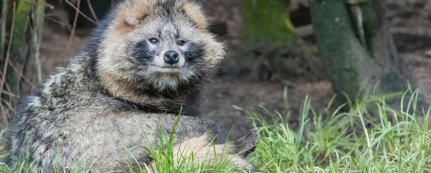 アライグマの犬は本当に到着しました