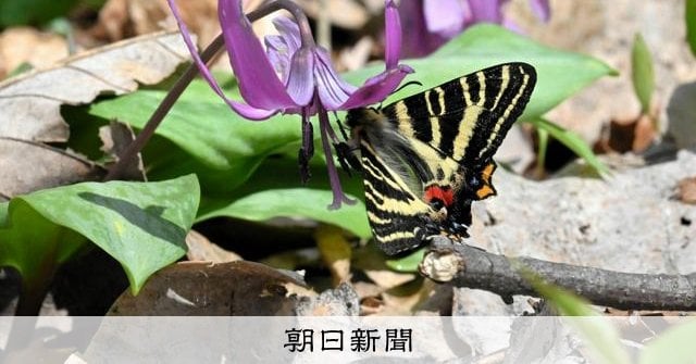 金沢でカタクリの花が見頃 「春の舞姫」ギフチョウも引き寄せられて