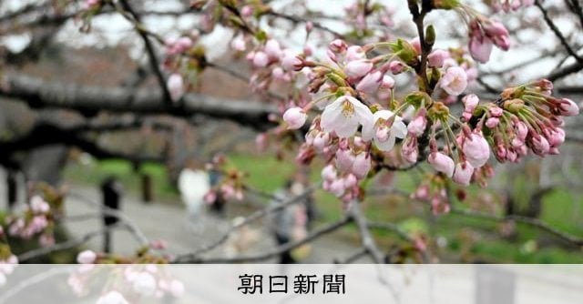 桜前線、津軽海峡越える 北海道松前町が独自にソメイヨシノ開花宣言