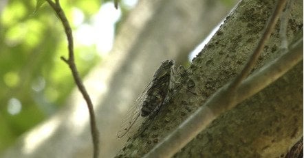 ツクツクボウシは、別のオスが鳴いた直後に“合の手”を入れる──筑波大が鳴き声の規則性を発見