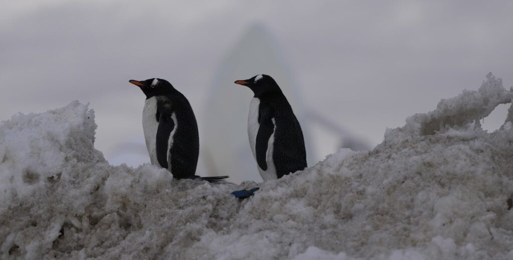 トランプ政権によるペンギンの義務を擁護しようとする不器用な試み - ポスト
