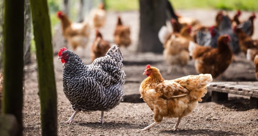 オランダはPFAを通して趣味の鶏の卵を食べないようにアドバイスし、フランダースは現在のガイドラインを維持しています