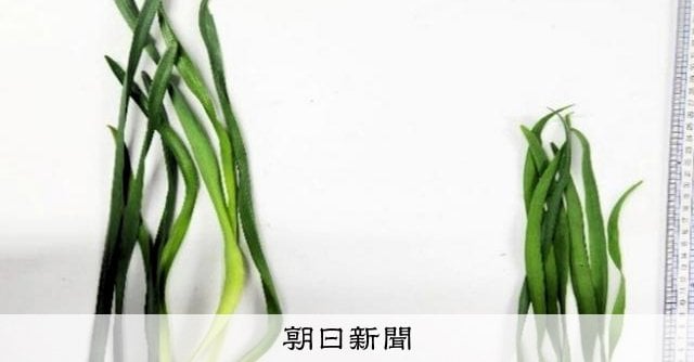 スイセンをニラと間違えた男性が食中毒 しょうゆマヨネーズあえに 長野県上水内郡