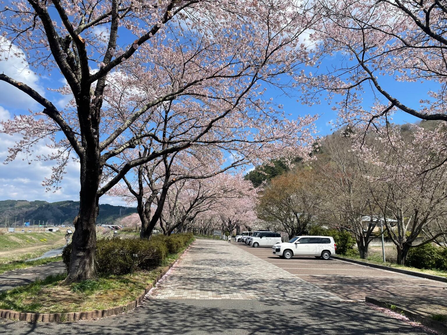 長沢川桜づつみの桜開花情報／岩手県宮古市 ホームページ Miyako City