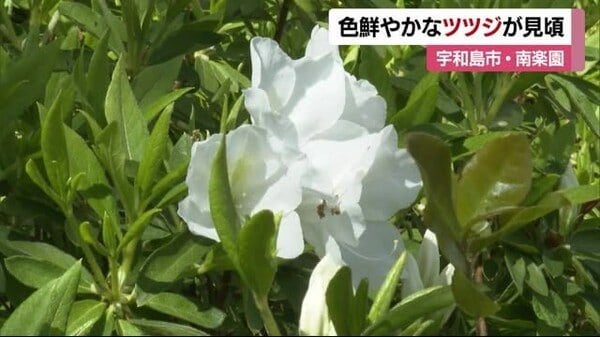 「すごくキレイ」宇和島市津島町で南楽園のツツジ咲き始める つつじまつり４月２０日まで開催中【愛媛】