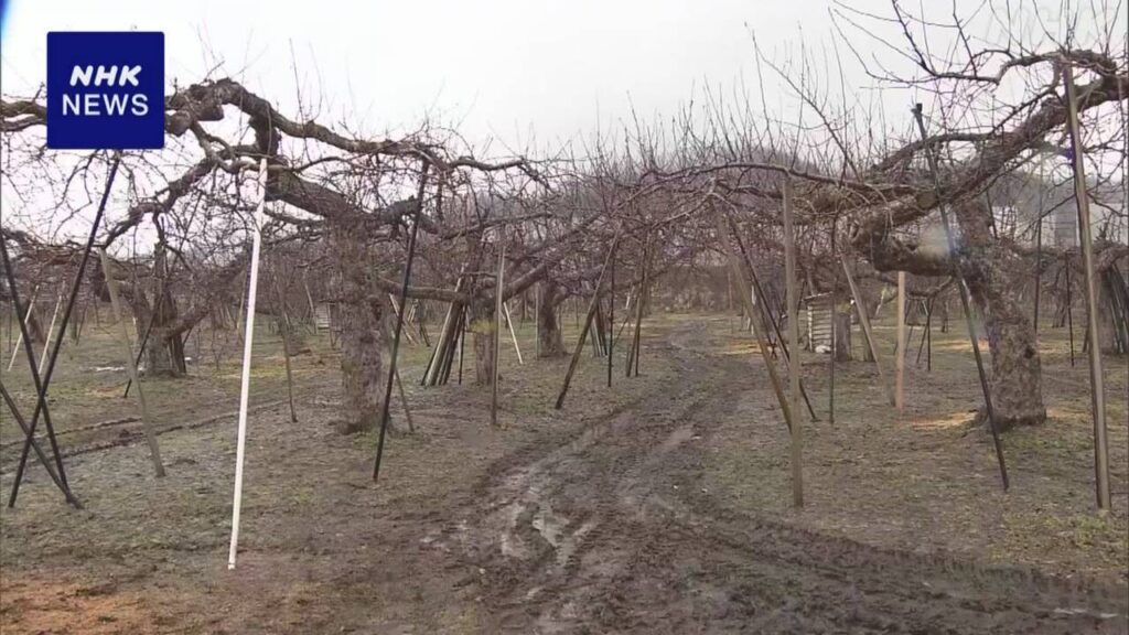 青森 平川 りんご園の大雪被害 約3割の木を伐採した園も - nhk.or.jp