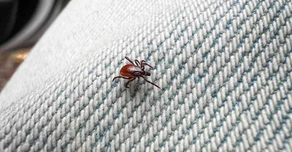 穏やかな春の天気がフィンランド南部にヒットするので、ダニは戻ってきました