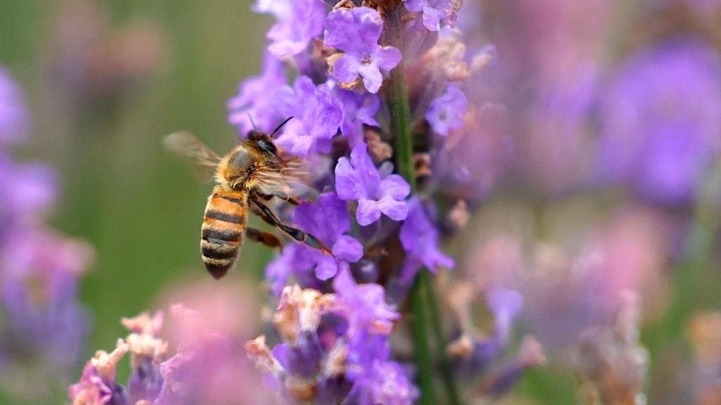 昆虫のための農薬でいっぱいの庭の中心からの庭の植物