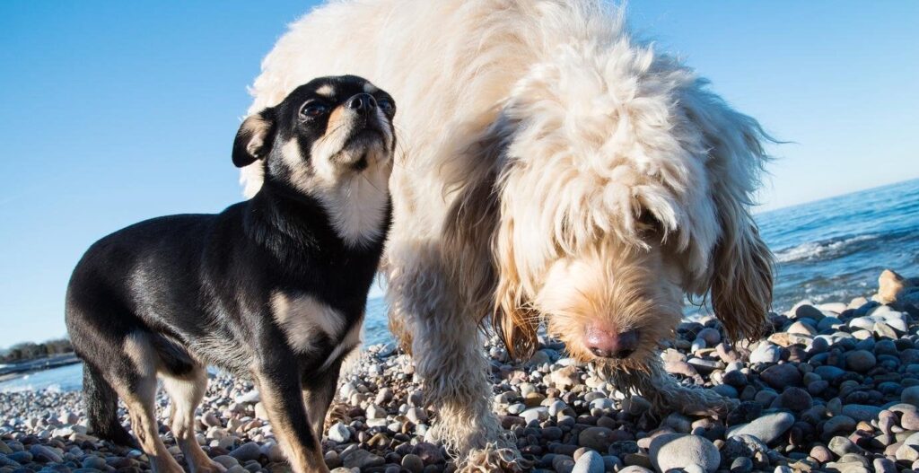新しい研究：犬は環境にとって悪いものであり、邪魔をします