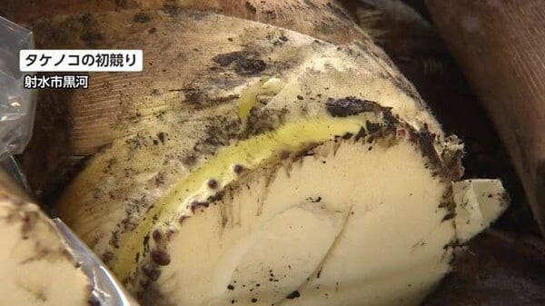 人気高い春の味覚 黒河のタケノコ初競り 今年は収穫量が平年並みか2～3割ほど減る見込み