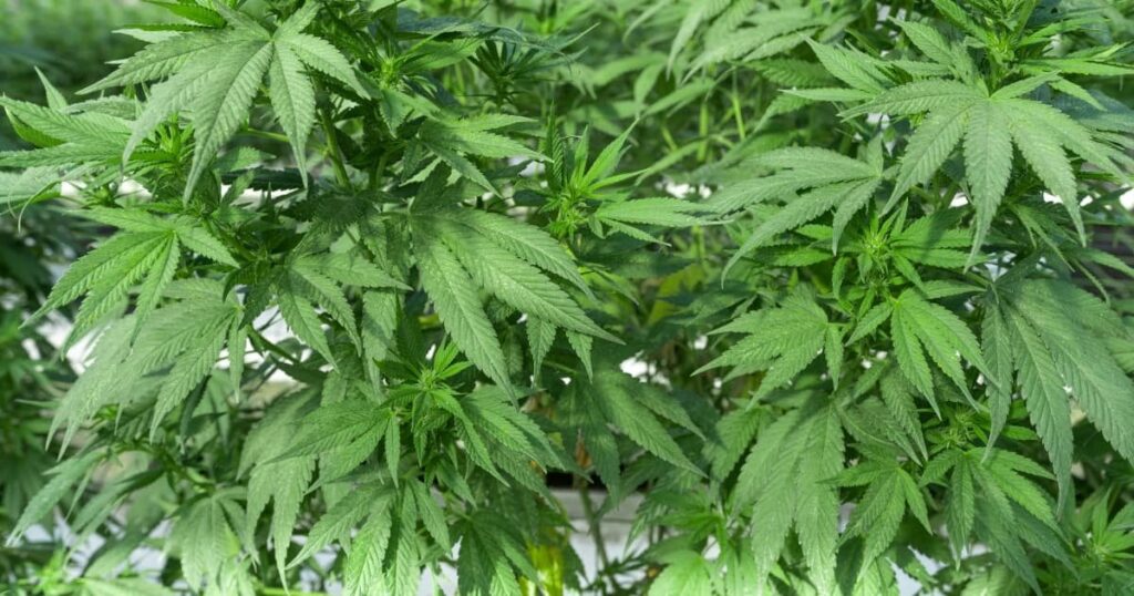 ポルトガルは大麻の最大のヨーロッパ輸出国であり、世界中の2番目のヨーロッパ輸出業者です
