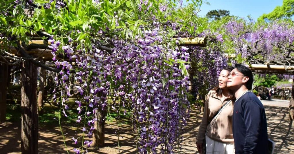 国指定特別天然記念物「牛島の藤」が見頃 埼玉・春日部の藤花園