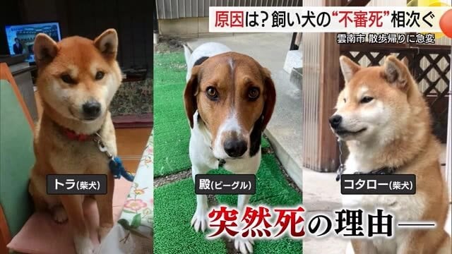謎の不審死相次ぐ…河川敷の散歩後に愛犬が次々に「許せない」憤る飼い主 保健所が調査（島根）