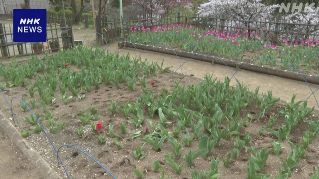 群馬 桐生 「チューリップまつり」会場でシカの食害相次ぐ