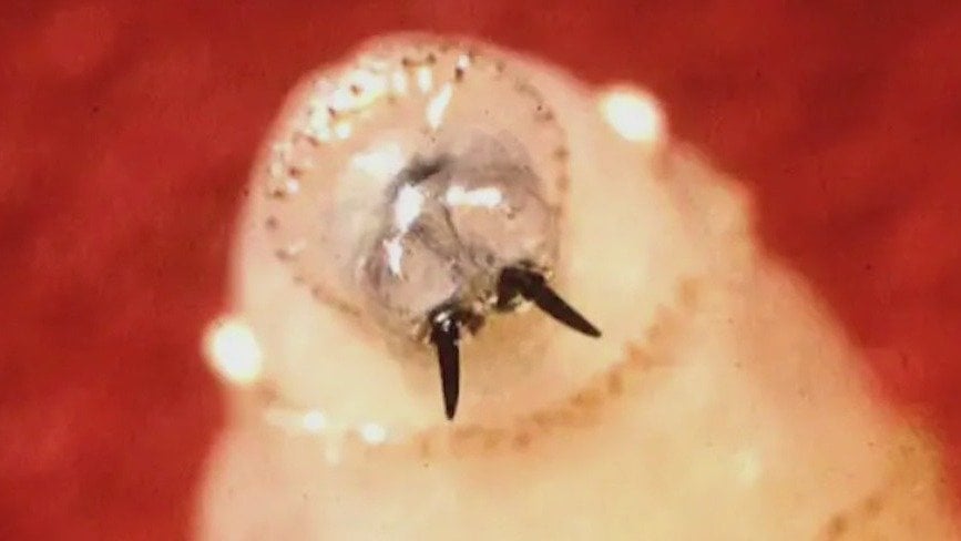 私たちはメキシコにネジ虫の寄生虫が国境を越えるのを止めるように促します